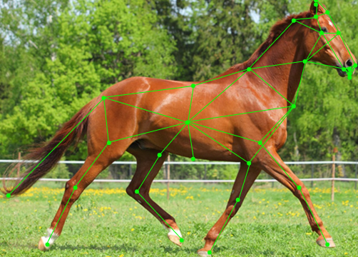 SuperAnimal Landmarker